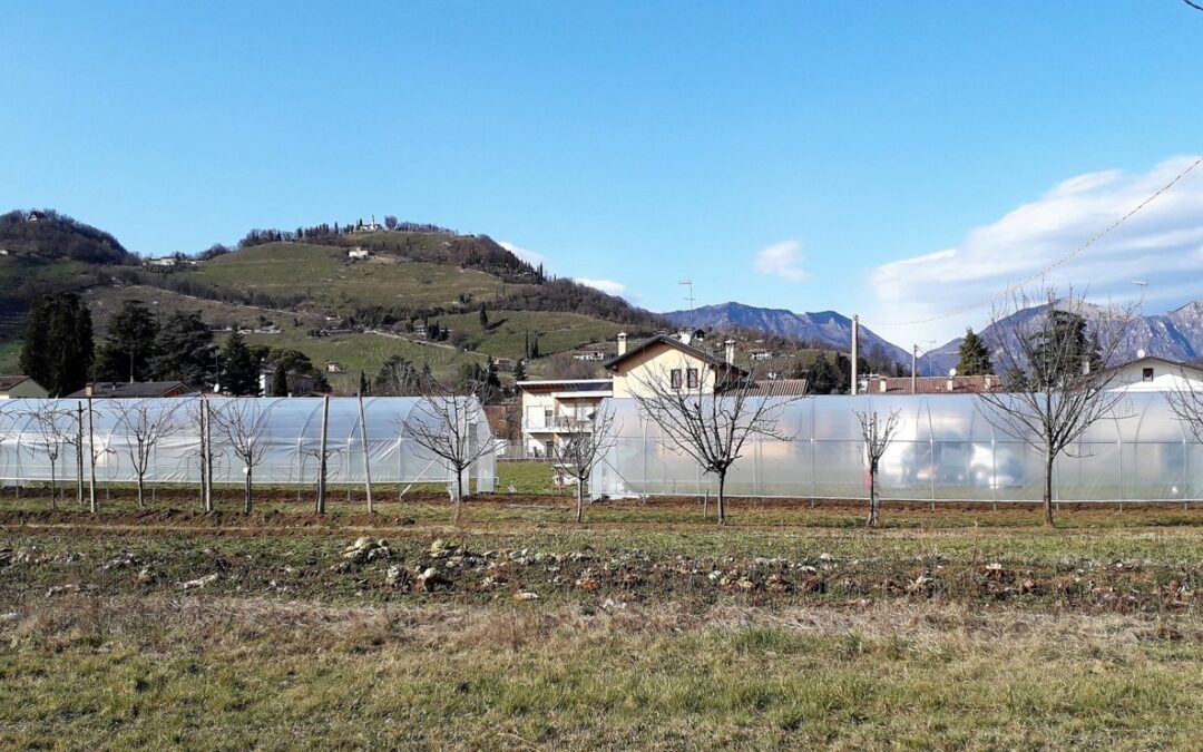 Sono arrivate le serre