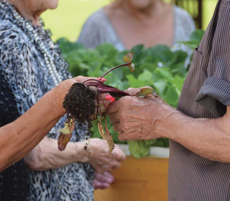 coltivare l'orto con gli anziani