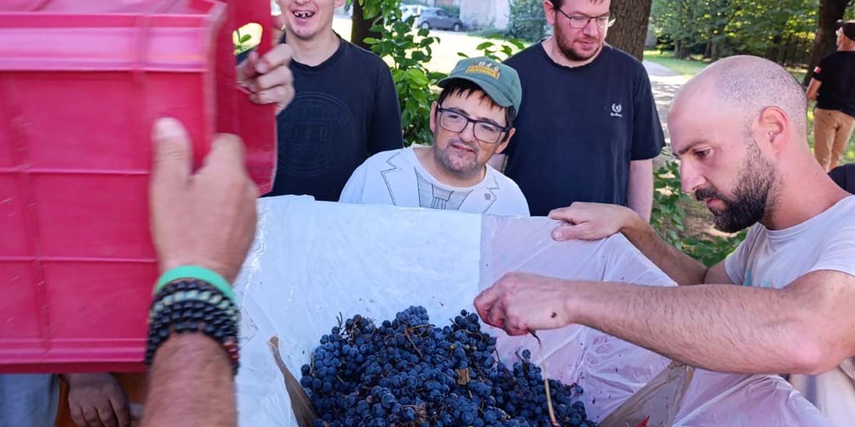vendemmia